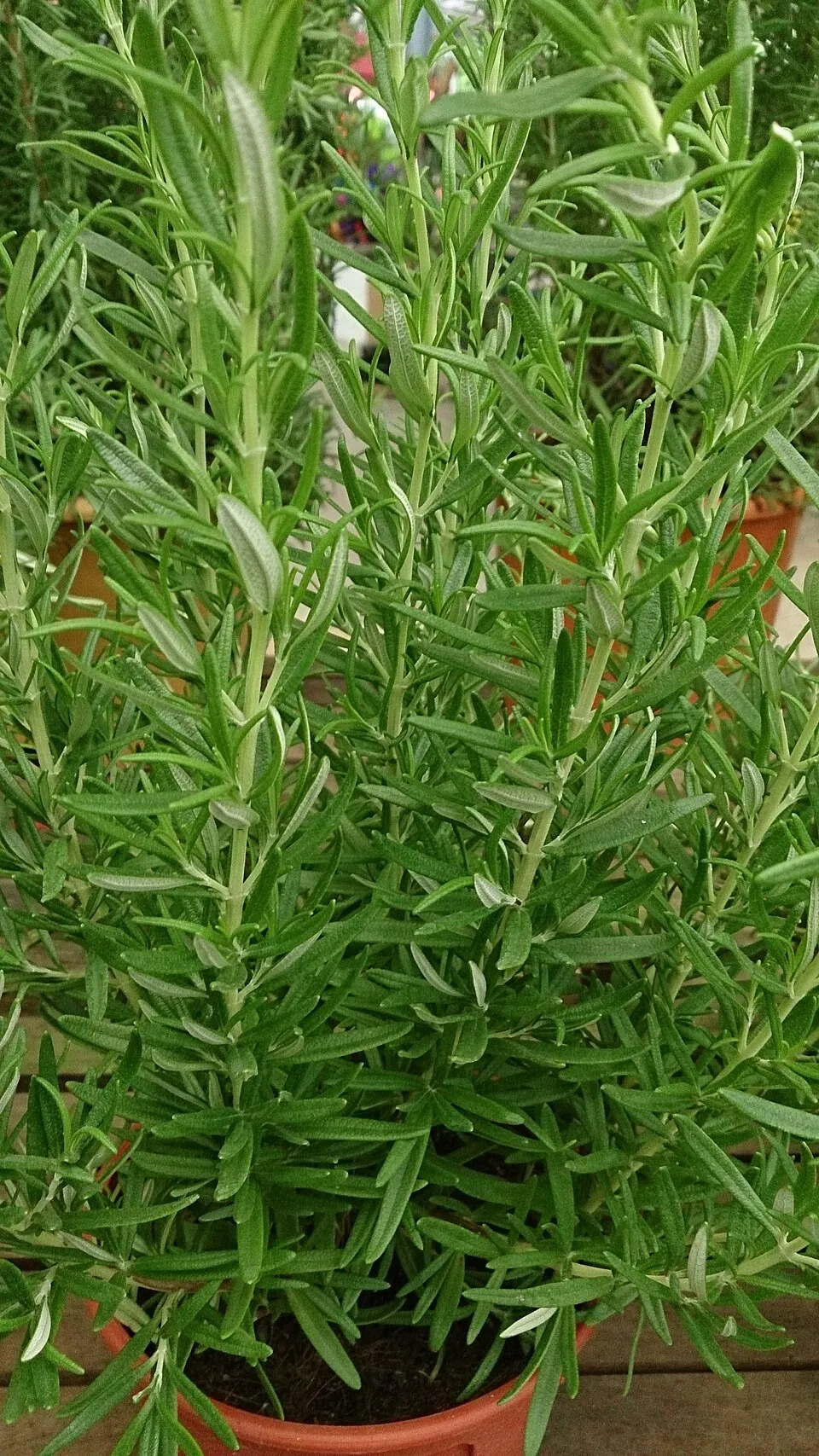 Rozmaring / Rosmarinus officinalis