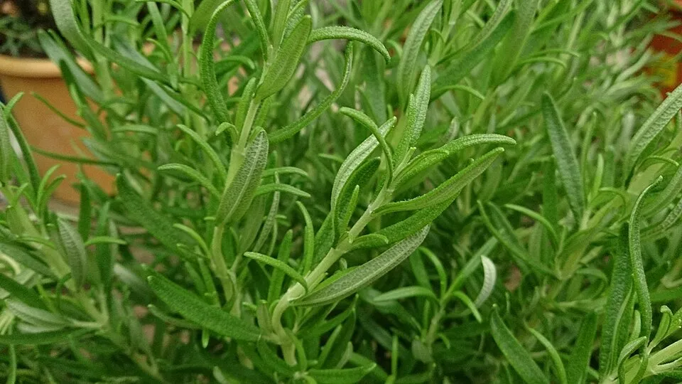 Rozmaring / Rosmarinus officinalis