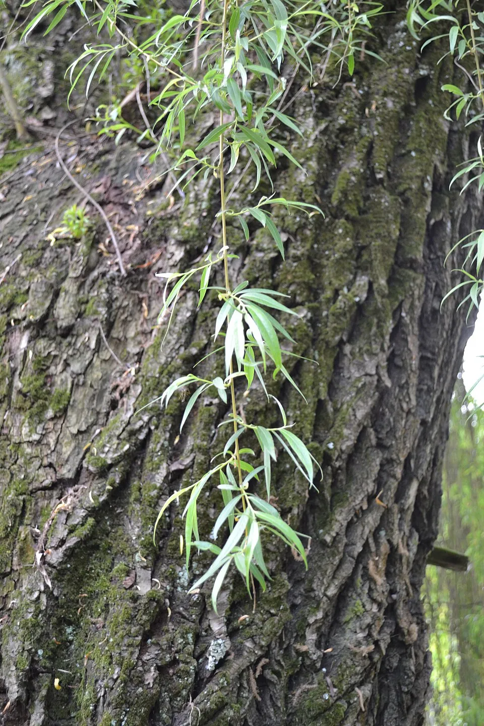 Szomorúfűz / Salix alba 'Tristis'