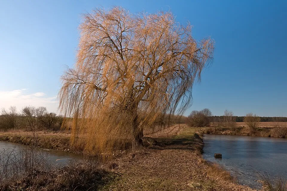 Szomorúfűz / Salix alba 'Tristis'