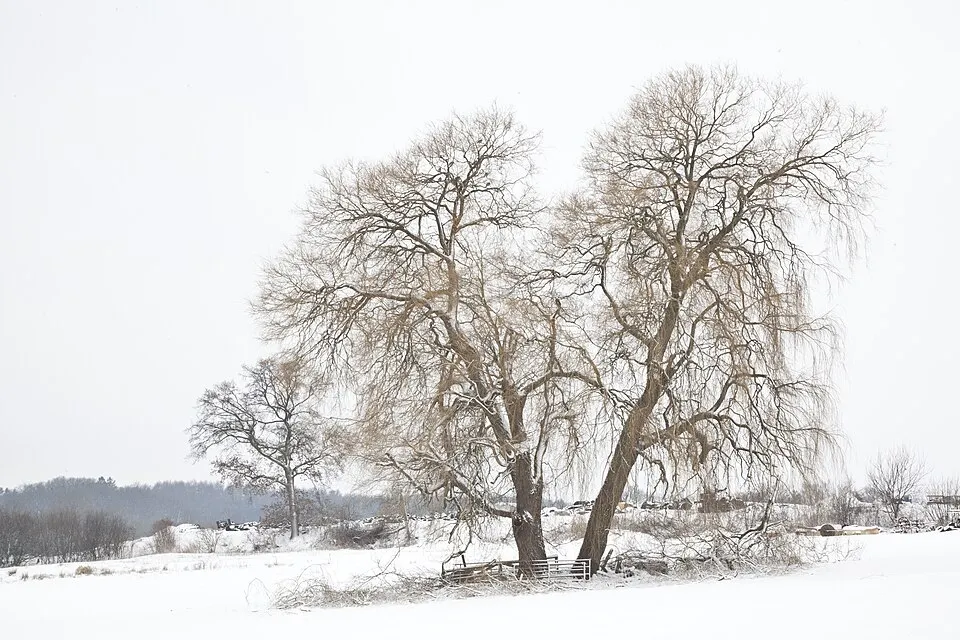 Szomorúfűz / Salix alba 'Tristis'