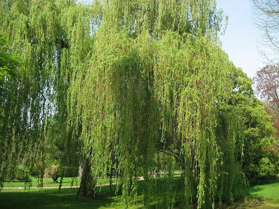 Szomorúfűz / Salix alba 'Tristis'