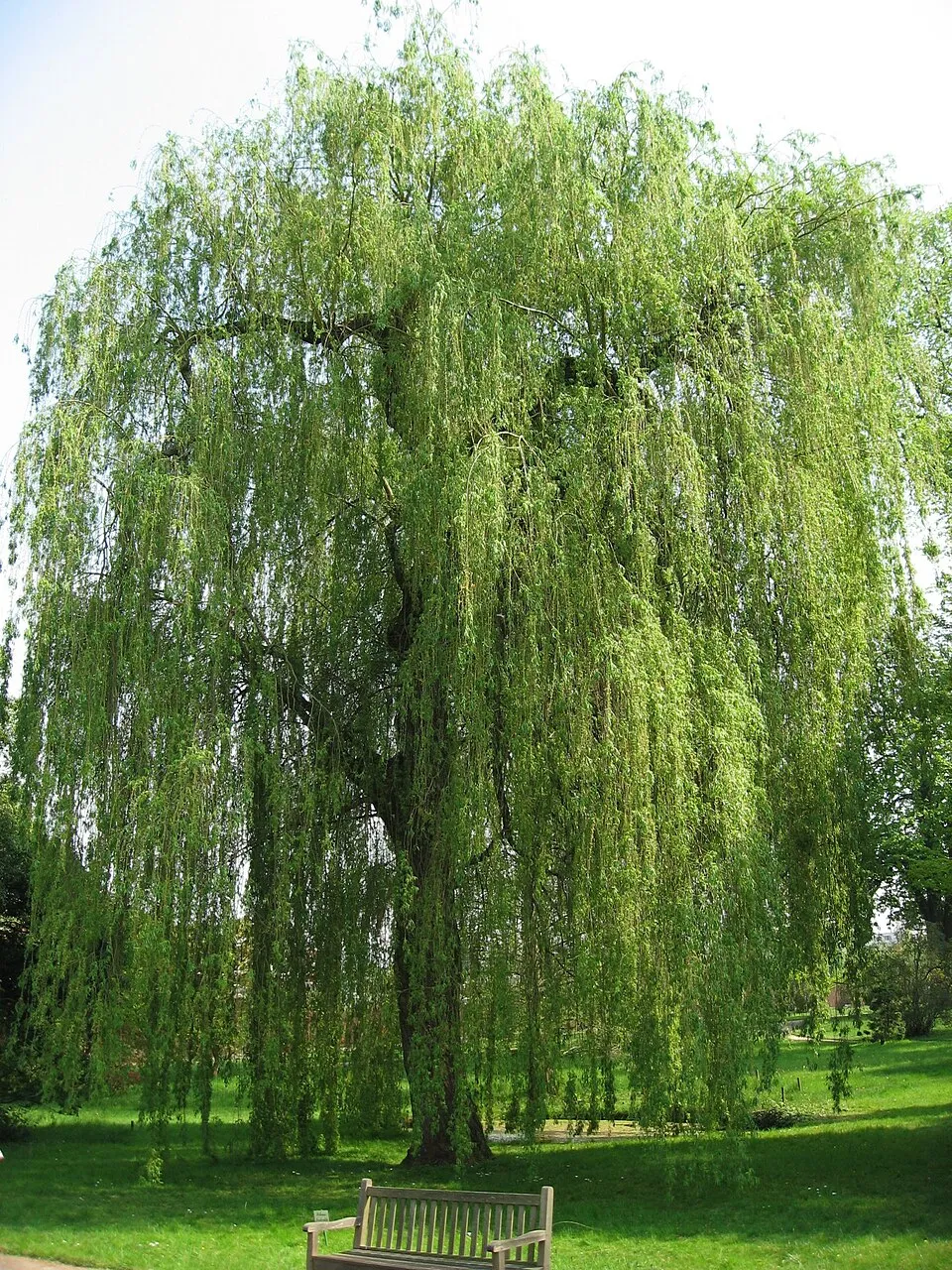 Szomorúfűz / Salix alba 'Tristis'