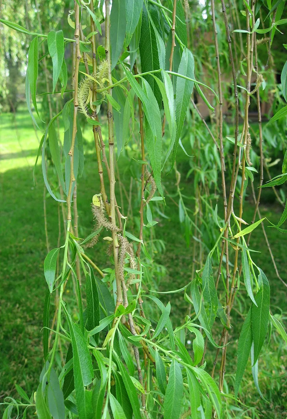 Szomorúfűz / Salix alba 'Tristis'