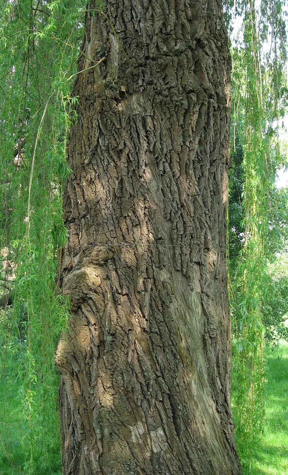 Szomorúfűz / Salix alba 'Tristis'