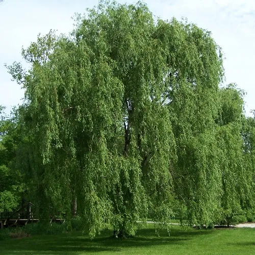 Szomorúfűz / Salix alba 'Tristis'