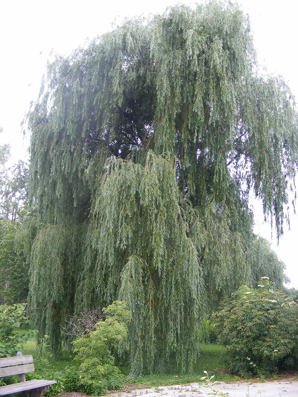 Szomorúfűz / Salix alba 'Tristis'