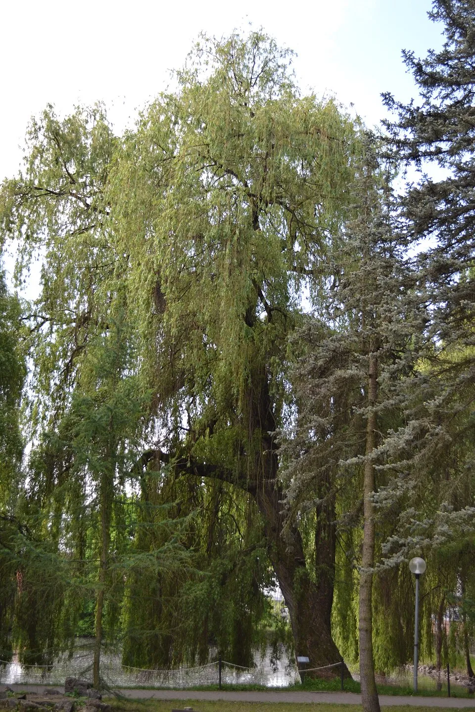 Szomorúfűz / Salix alba 'Tristis'