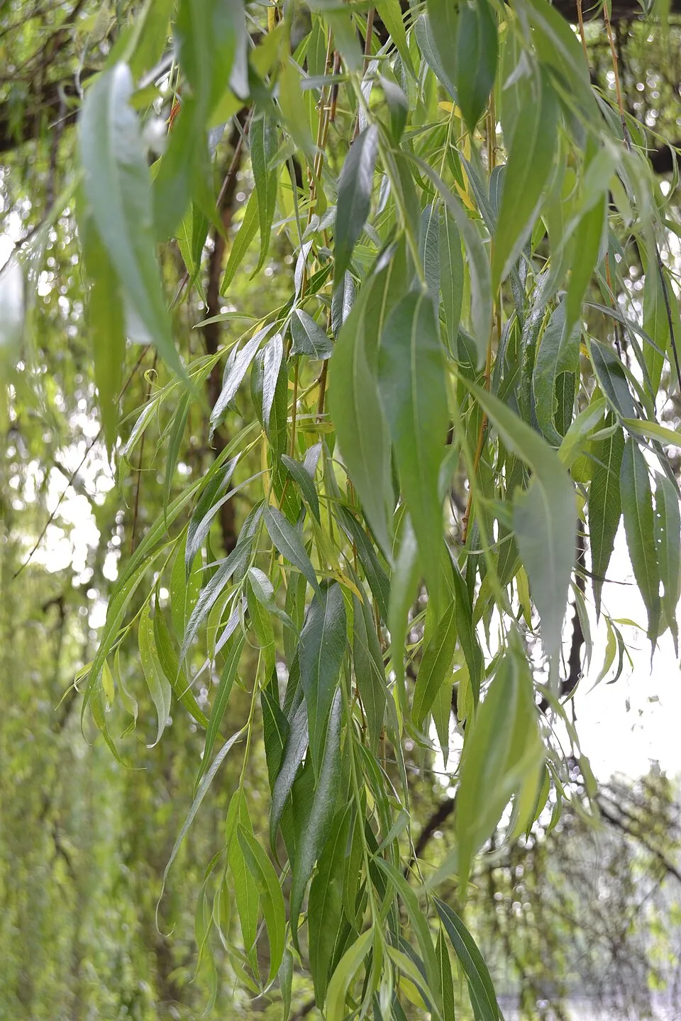 Szomorúfűz / Salix alba 'Tristis'