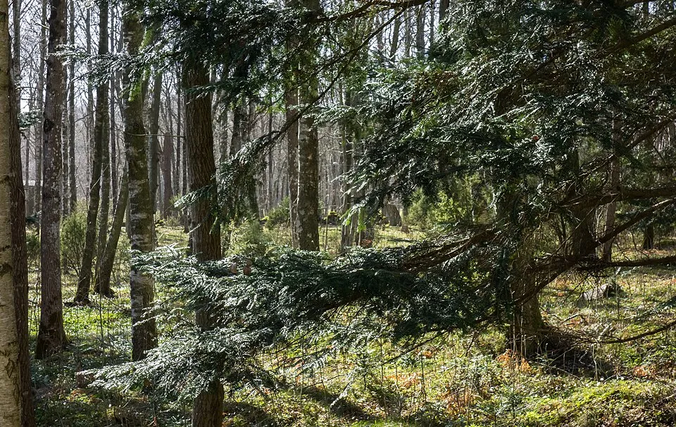 Csüngő barkafűz / Salix caprea 'Pendula'