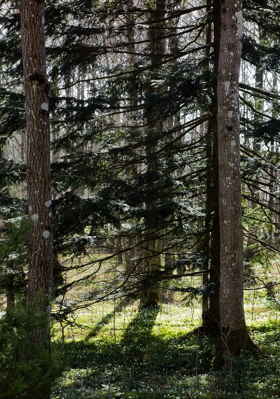 Csüngő barkafűz / Salix caprea 'Pendula'