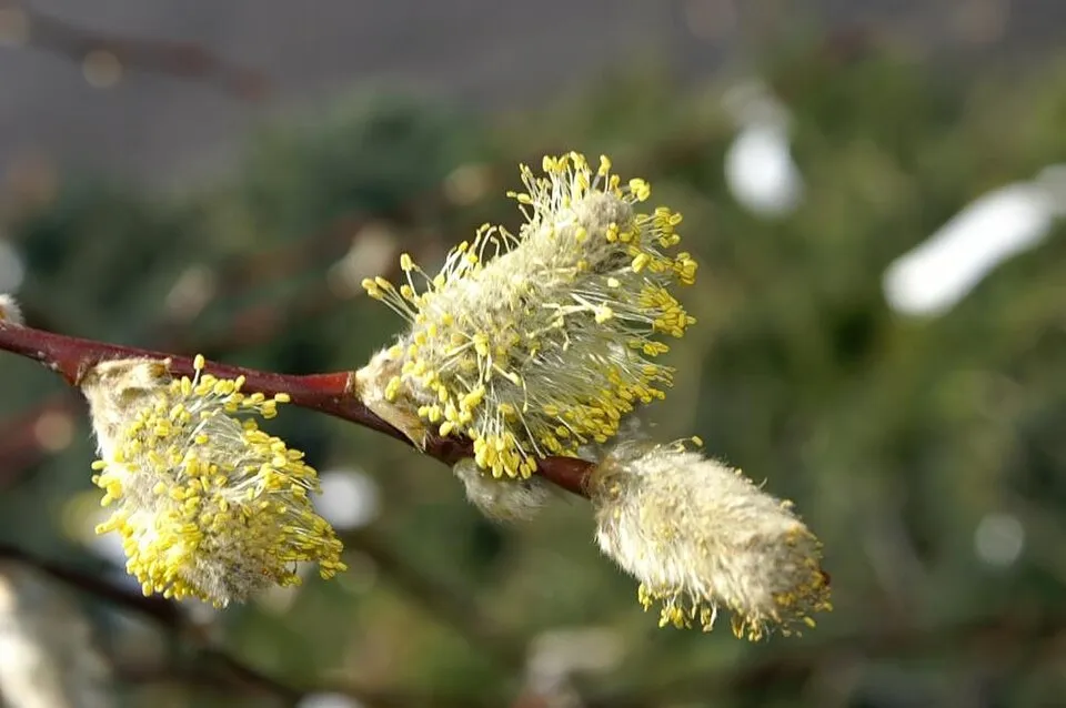 Csüngő barkafűz / Salix caprea 'Pendula'