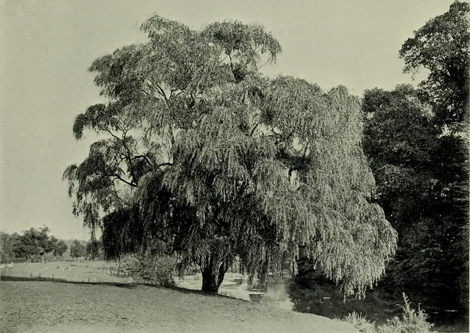 Csüngő barkafűz / Salix caprea 'Pendula'