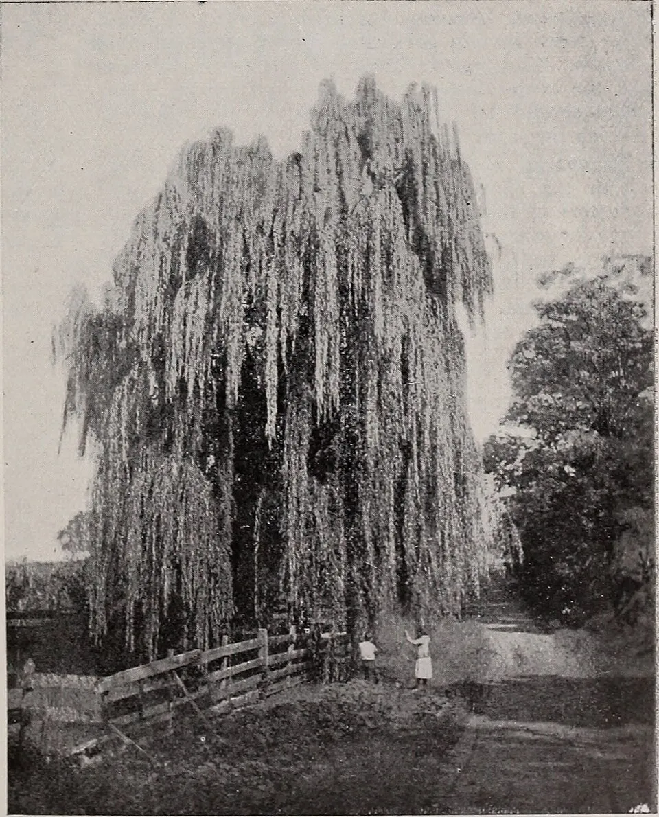 Csüngő barkafűz / Salix caprea 'Pendula'