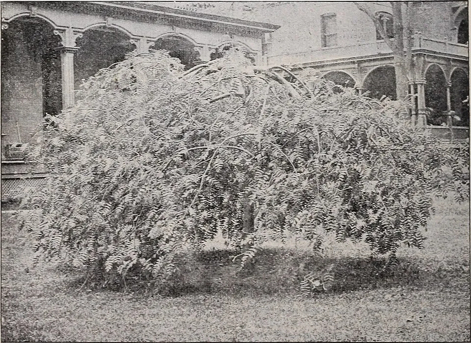 Csüngő barkafűz / Salix caprea 'Pendula'