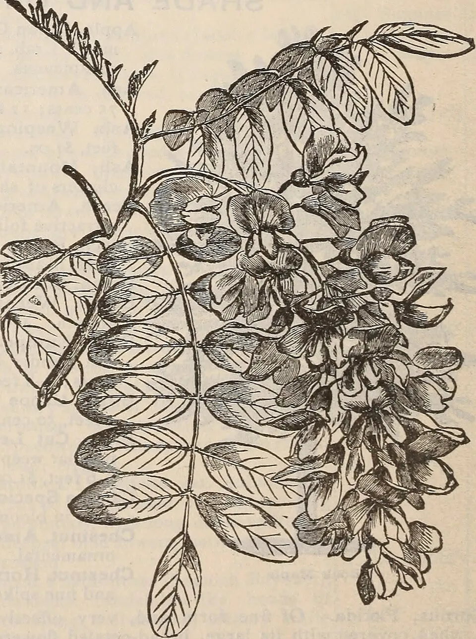 Csüngő barkafűz / Salix caprea 'Pendula'