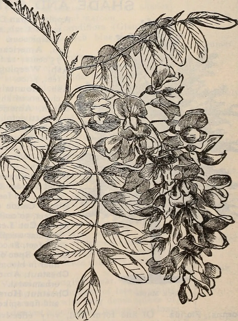 Csüngő barkafűz / Salix caprea 'Pendula'