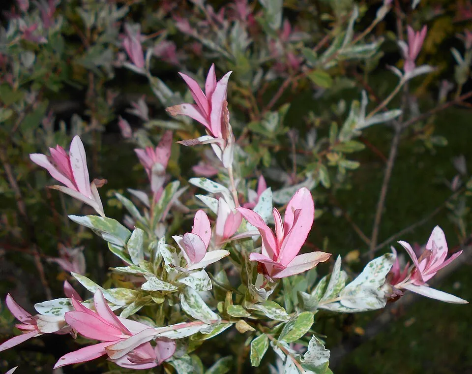 Tarka levelű japánfűz / Salix integra 'Hakuro Nishiki'
