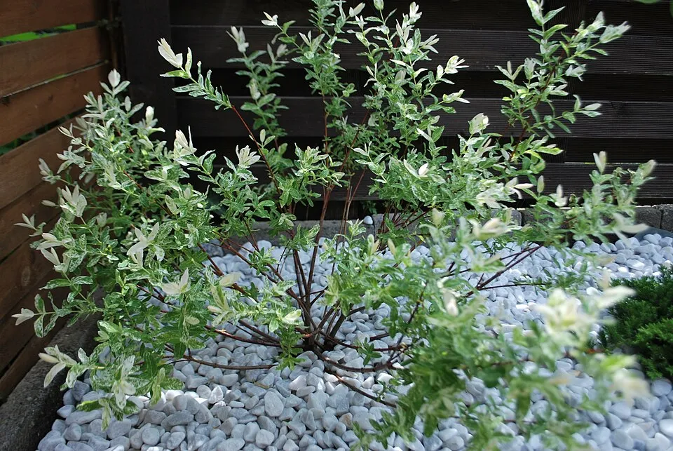 Tarka levelű japánfűz / Salix integra 'Hakuro Nishiki'