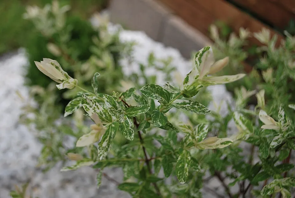 Tarka levelű japánfűz / Salix integra 'Hakuro Nishiki'