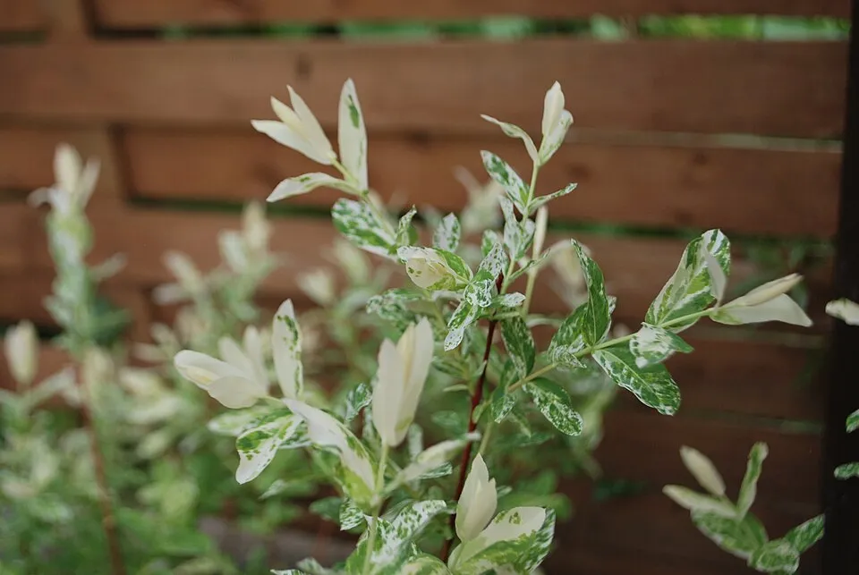 Tarka levelű japánfűz / Salix integra 'Hakuro Nishiki'