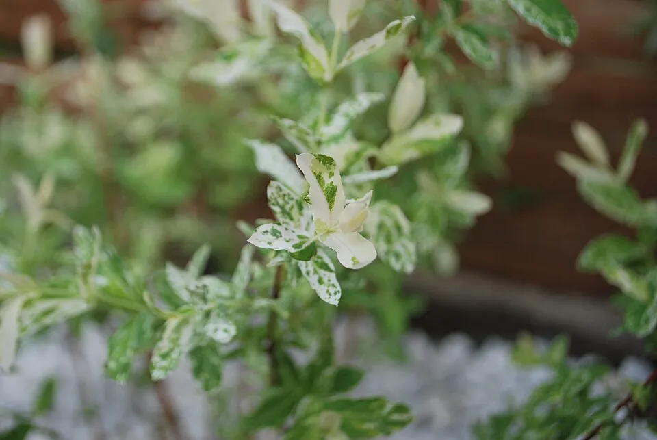Tarka levelű japánfűz / Salix integra 'Hakuro Nishiki'