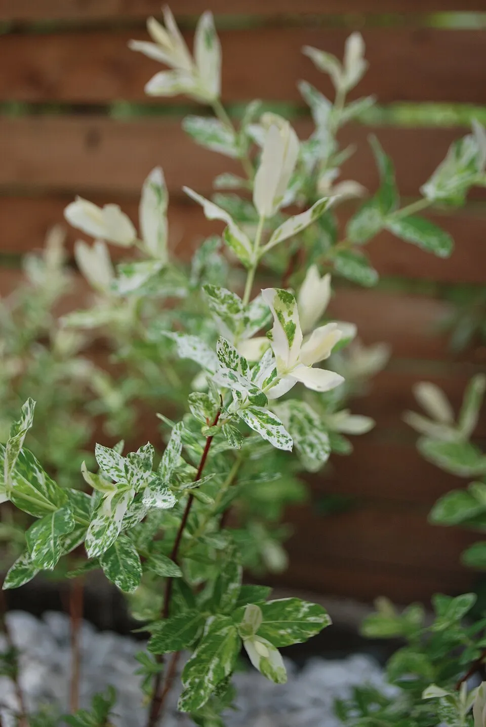 Tarka levelű japánfűz / Salix integra 'Hakuro Nishiki'