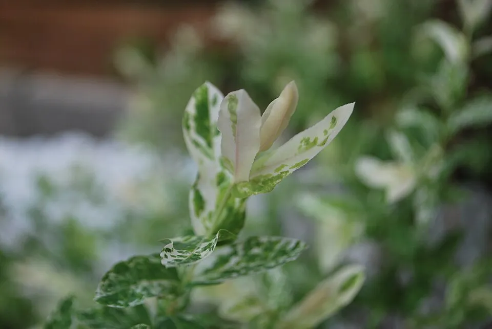 Tarka levelű japánfűz / Salix integra 'Hakuro Nishiki'