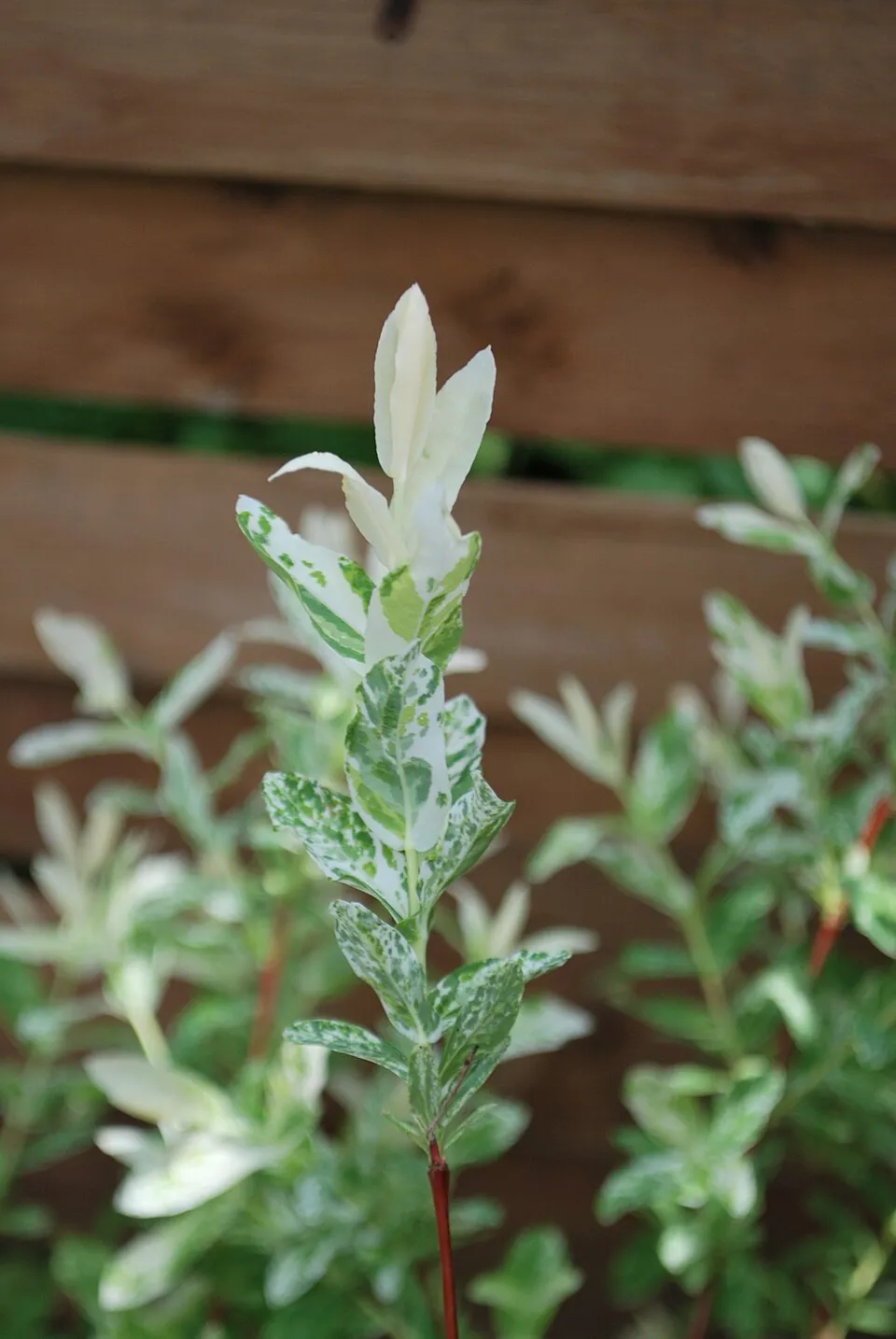Tarka levelű japánfűz / Salix integra 'Hakuro Nishiki'