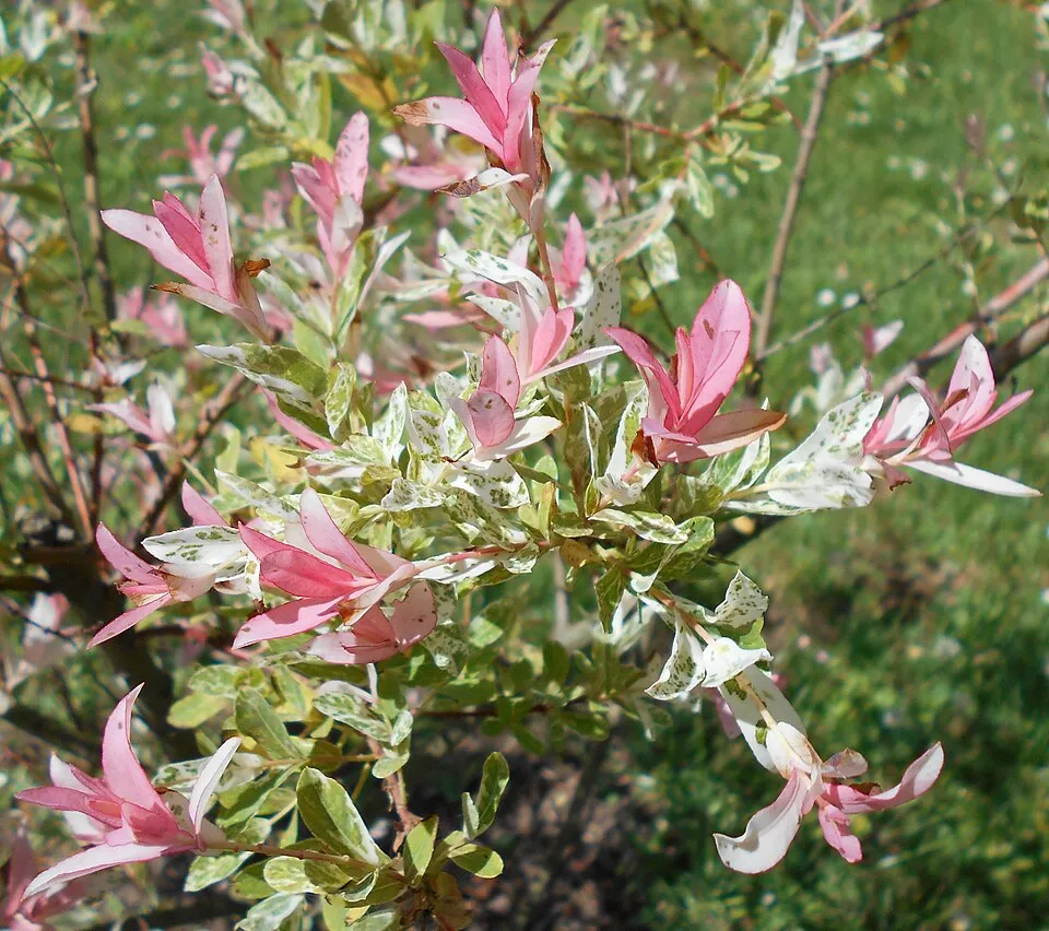 Tarkalevelű japán fűz / Salix integra 'Hakuro Nishiki'