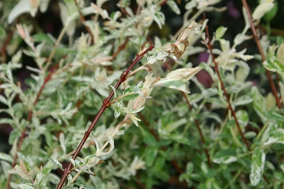 Tarkalevelű japán fűz / Salix integra 'Hakuro Nishiki'