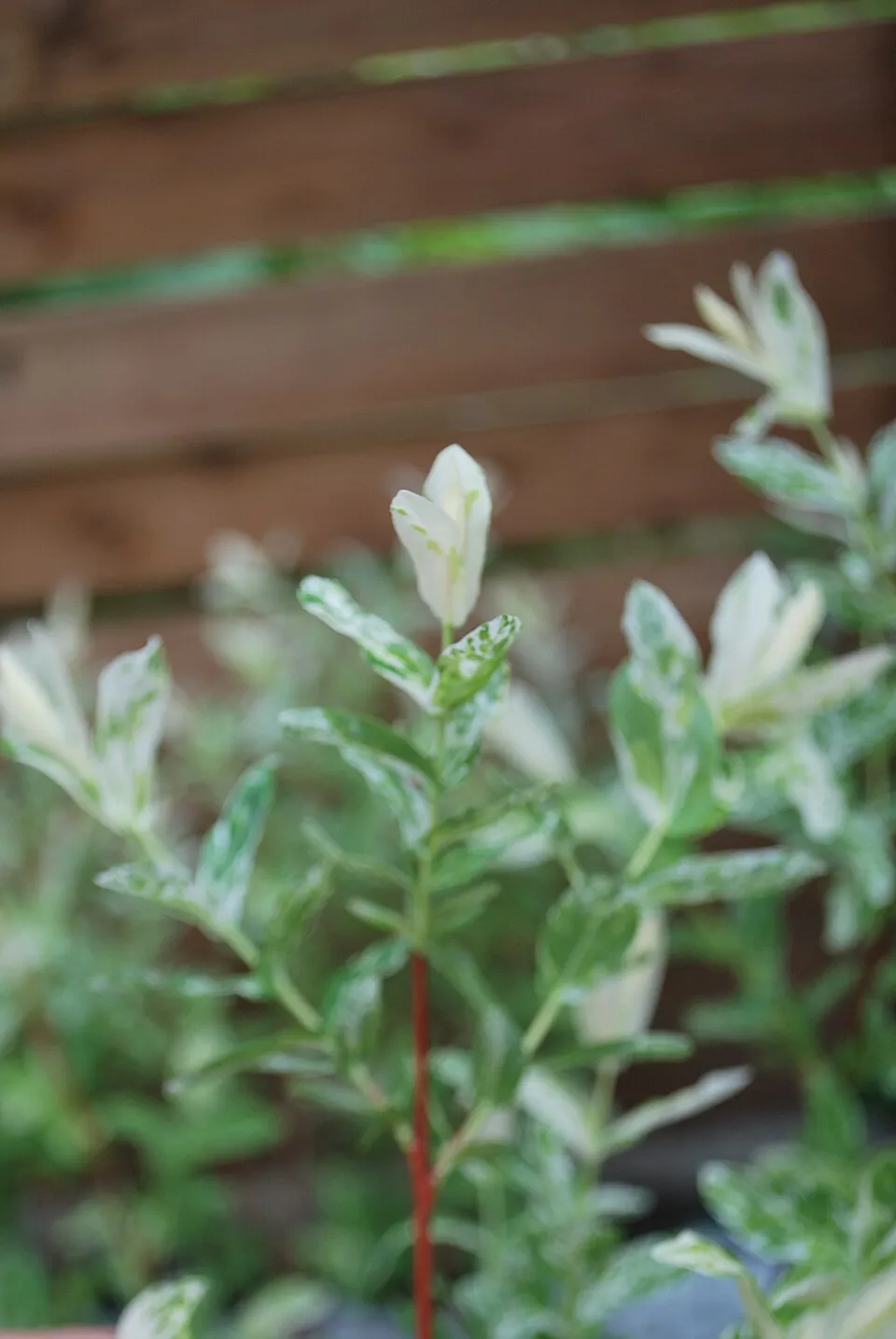 Tarkalevelű japán fűz / Salix integra 'Hakuro Nishiki'