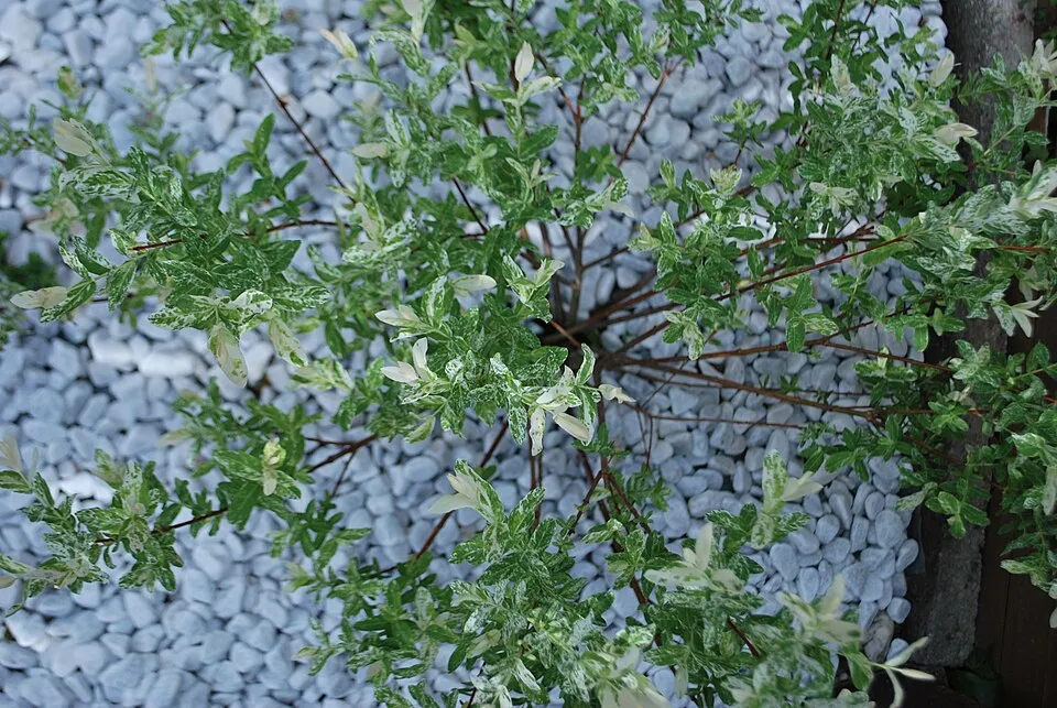 Tarkalevelű japán fűz / Salix integra 'Hakuro Nishiki'