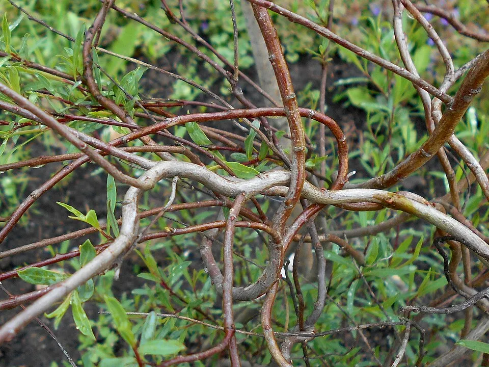 Urali fűz / Salix purpurea 'Nana'