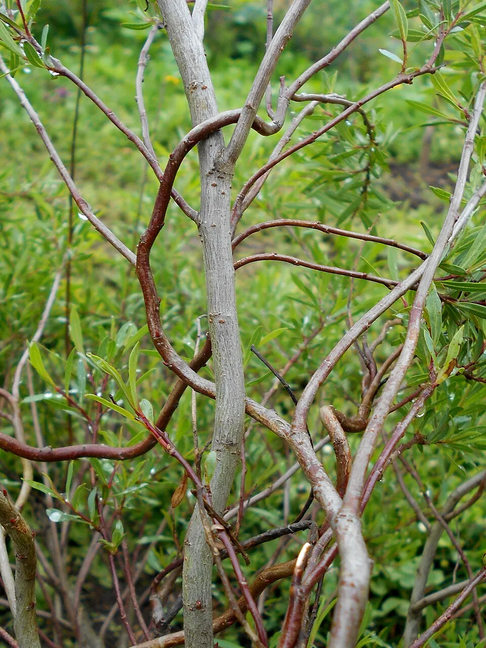 Urali fűz / Salix purpurea 'Nana'