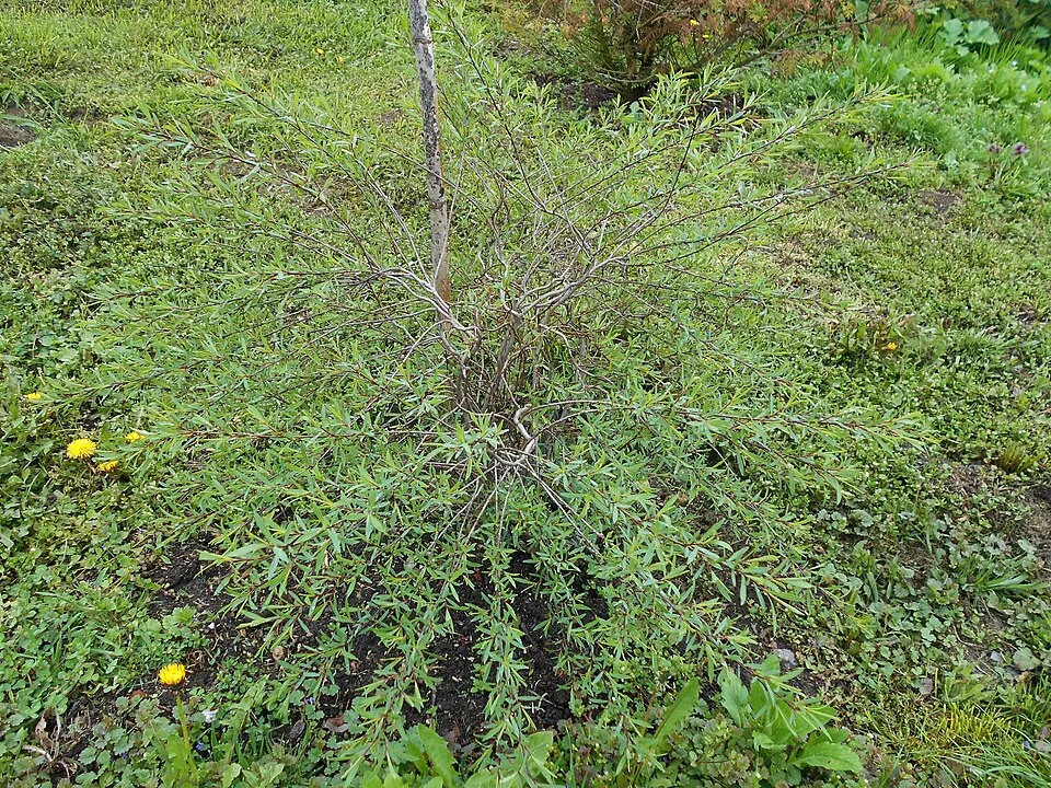 Urali fűz / Salix purpurea 'Nana'