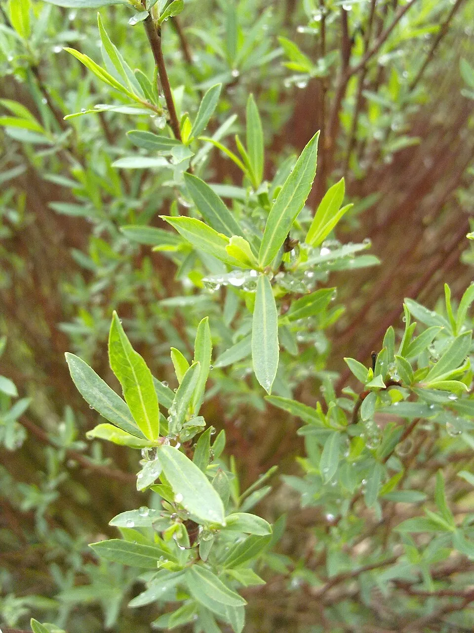 Urali fűz / Salix purpurea 'Nana'