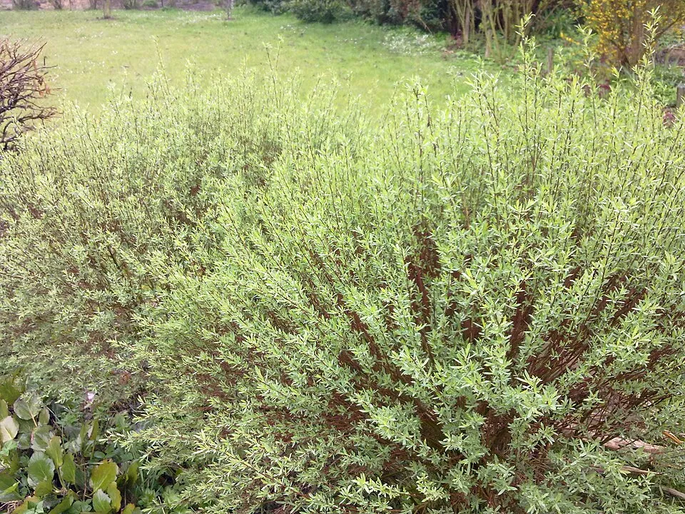 Urali fűz / Salix purpurea 'Nana'