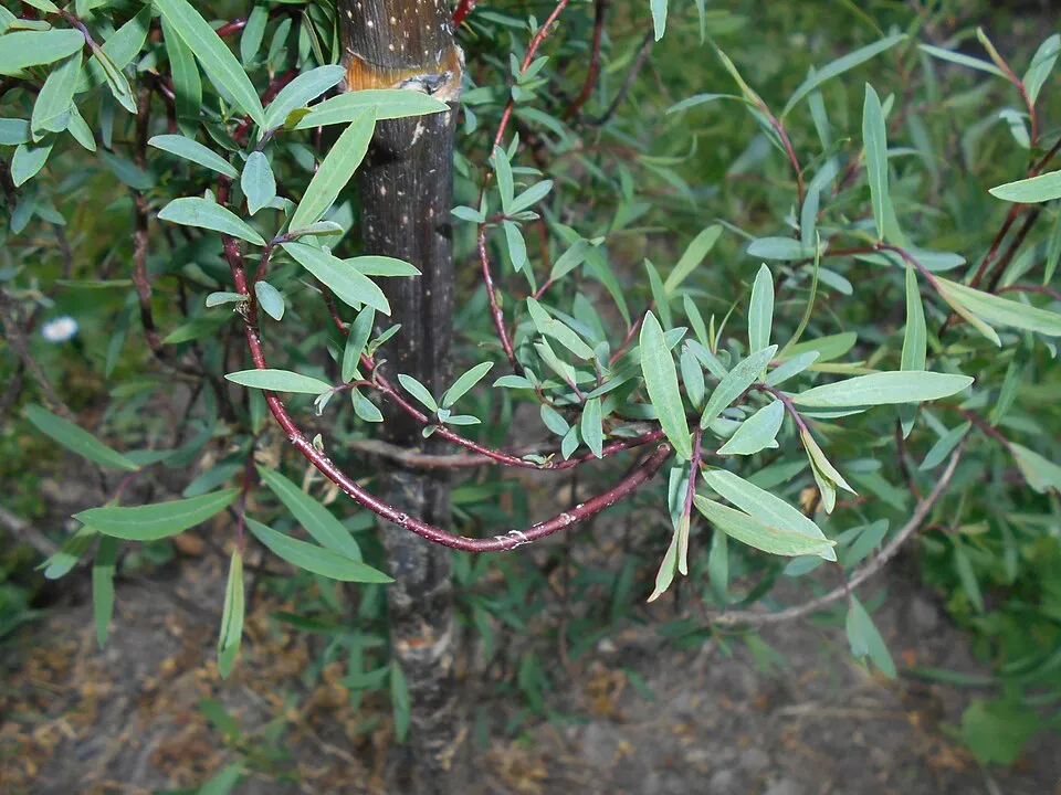 Urali fűz / Salix purpurea 'Nana'