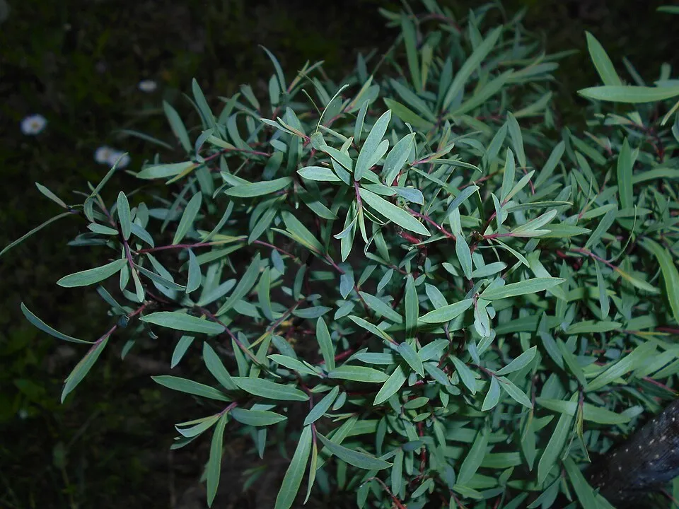 Urali fűz / Salix purpurea 'Nana'