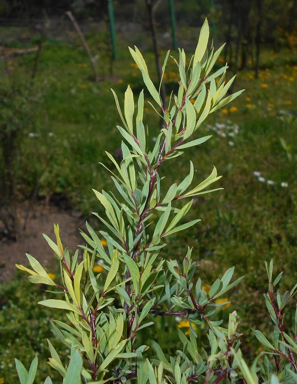 Urali fűz / Salix purpurea 'Nana'
