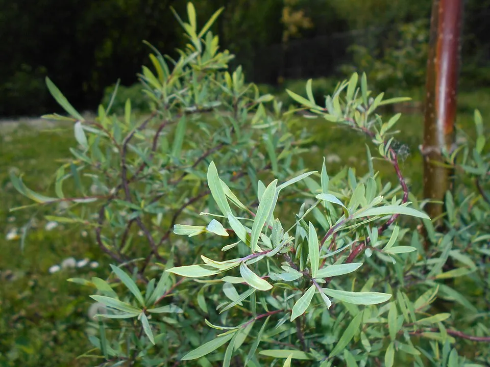 Urali fűz / Salix purpurea 'Nana'
