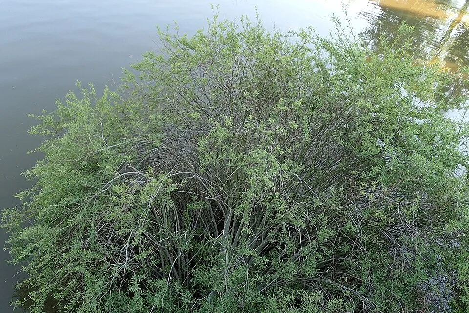 Urali fűz / Salix purpurea 'Nana'
