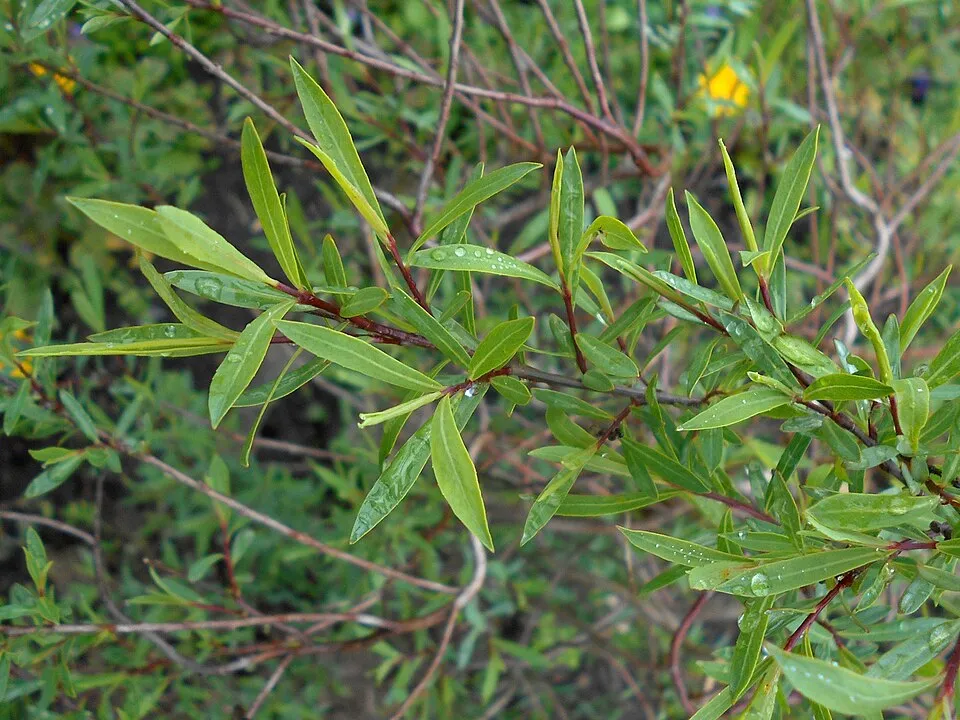 Urali fűz / Salix purpurea 'Nana'