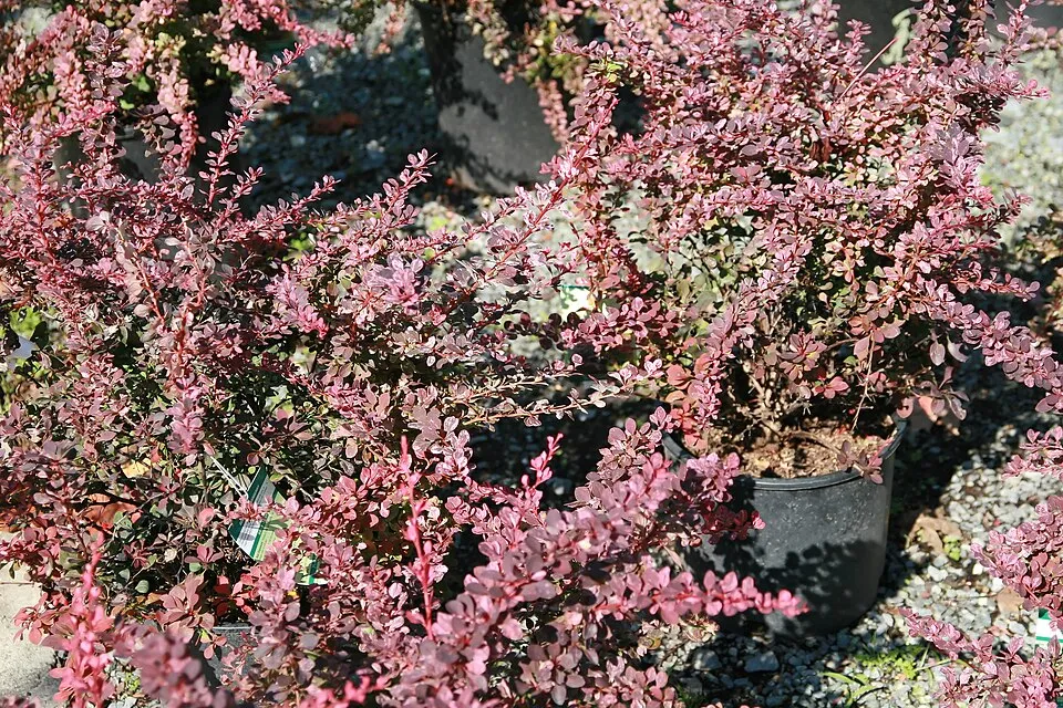 Tarkalevelű kerekded borbolya / Berberis thunbergii 'Rose Glow'