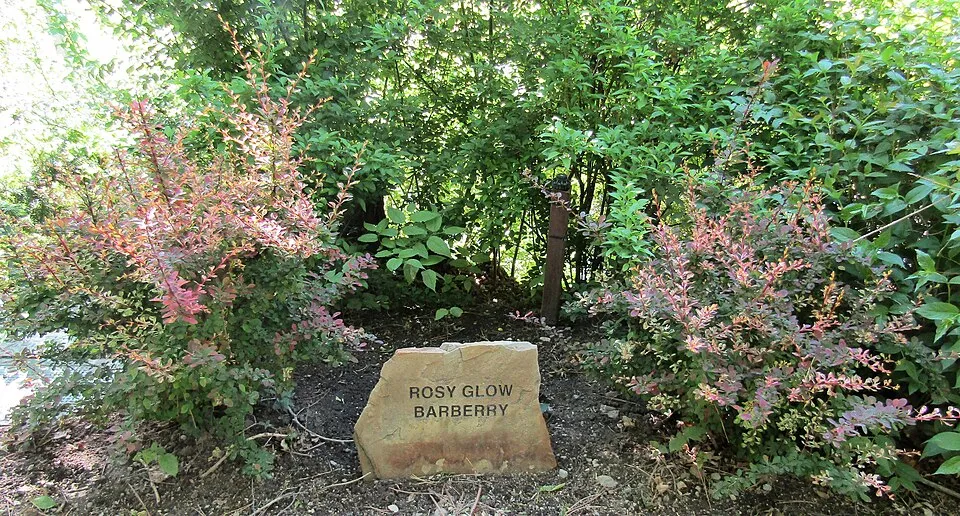 Tarkalevelű kerekded borbolya / Berberis thunbergii 'Rose Glow'