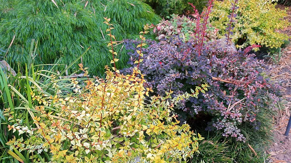 Tarkalevelű kerekded borbolya / Berberis thunbergii 'Rose Glow'