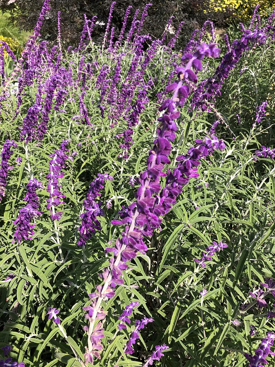 Orvosi zsálya / Salvia officinalis
