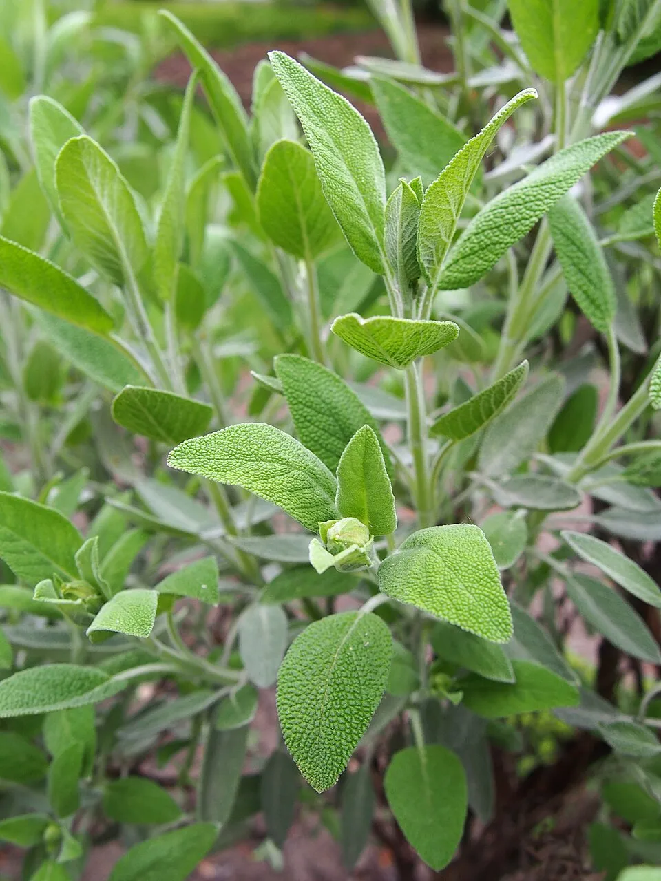 Orvosi zsálya / Salvia officinalis