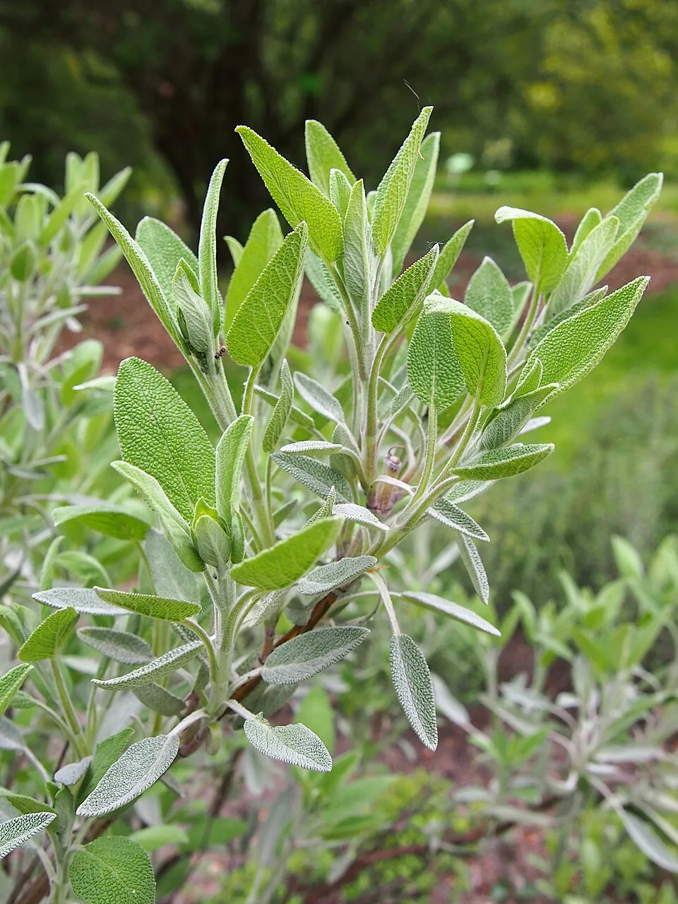 Orvosi zsálya / Salvia officinalis